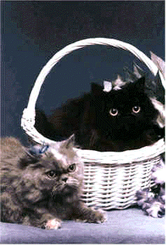 Cats